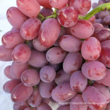 Chinese supplier grape fresh grape new season sweet fresh grape price